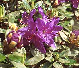 R. 'rupicola'